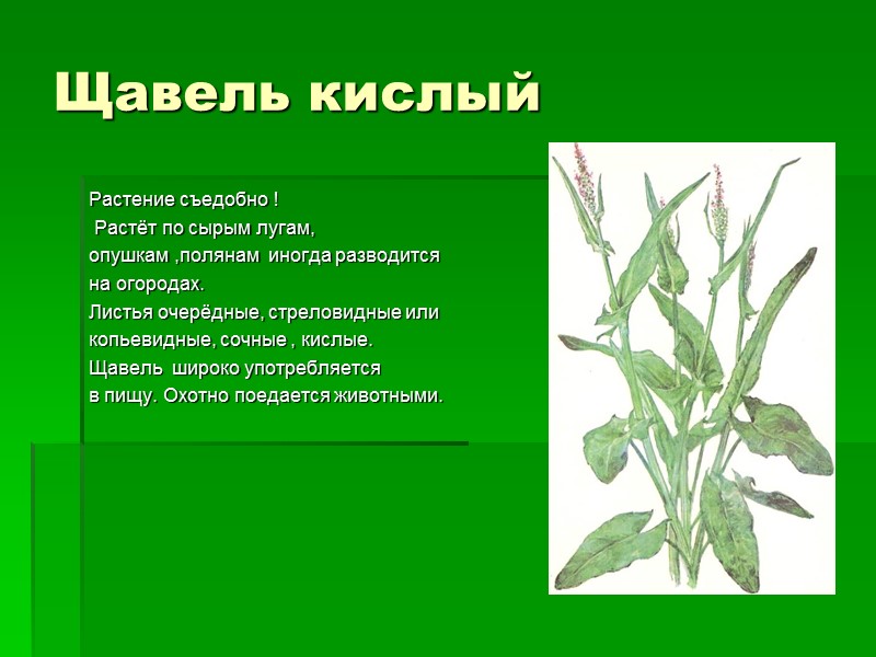 Щавель кислый Растение съедобно !    Растёт по сырым лугам,  опушкам